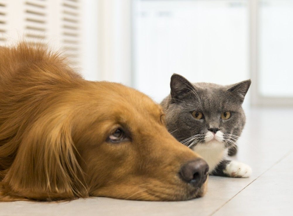 Cat and Dog