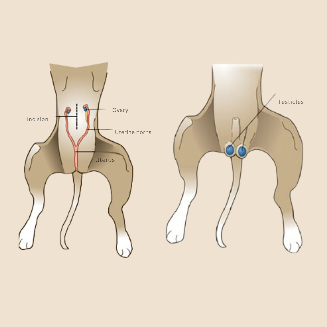 spay neuter