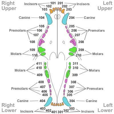 Dog Dental Chart