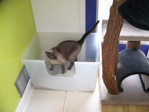 cat in tote litter box